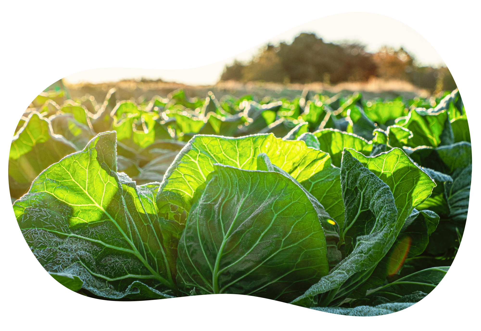 Serene Salads - Organic